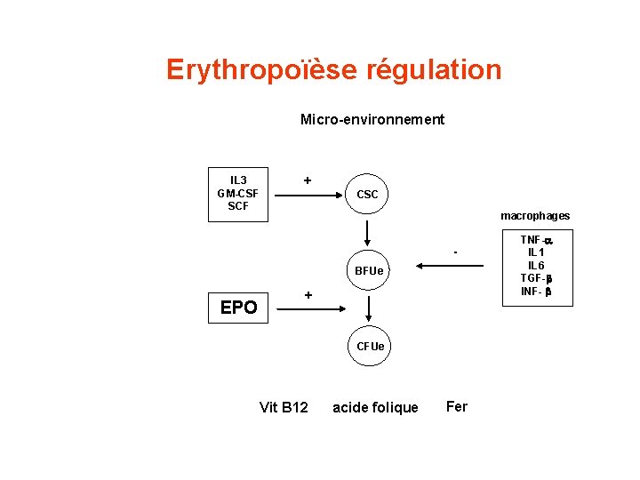 Erythropoïèse régulation Micro-environnement IL 3 GM-CSF SCF + CSC macrophages BFUe EPO + CFUe