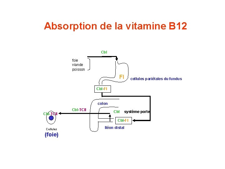 Absorption de la vitamine B 12 Cbl foie viande poisson FI cellules pariétales du