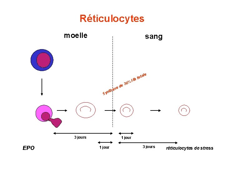 Réticulocytes moelle sang ale 0% e 2 ot bt H ed hès t n