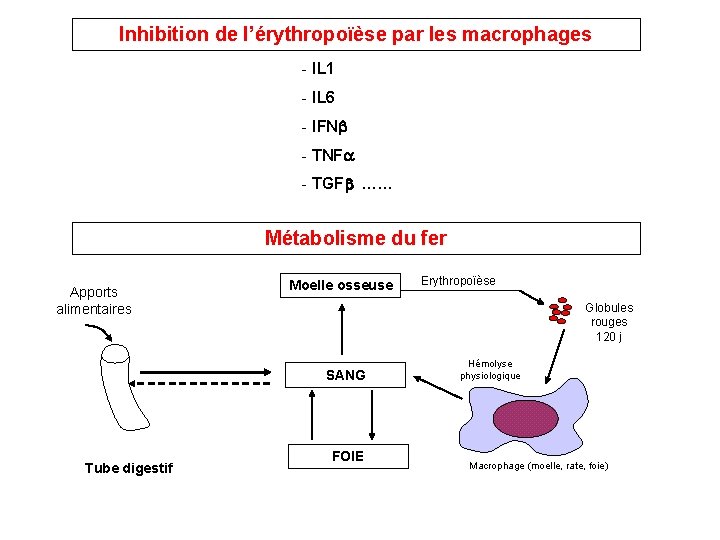 Inhibition de l’érythropoïèse par les macrophages - IL 1 - IL 6 - IFN