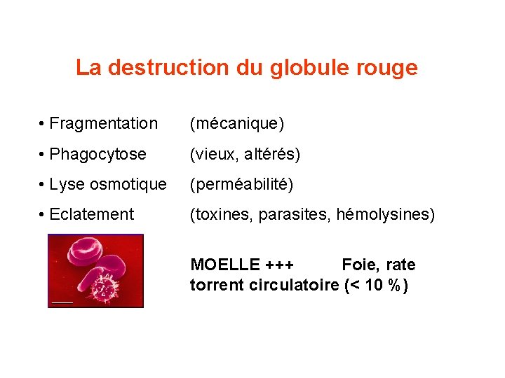 La destruction du globule rouge • Fragmentation (mécanique) • Phagocytose (vieux, altérés) • Lyse