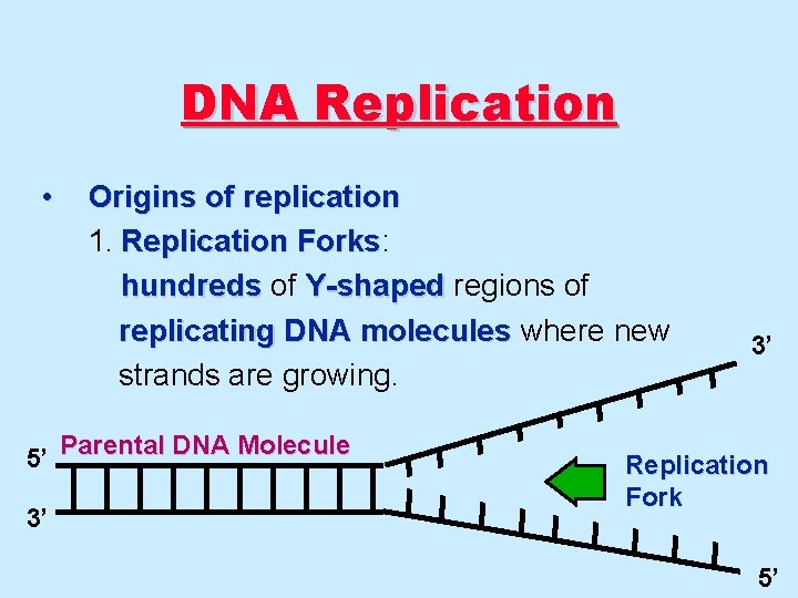 DNA Replication • Origins of replication 1. Replication Forks: Forks hundreds of Y-shaped regions