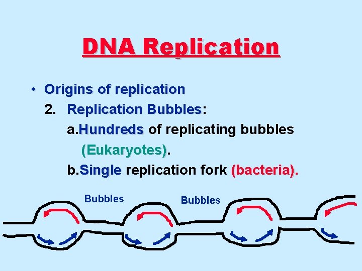 DNA Replication • Origins of replication 2. Replication Bubbles: Bubbles a. Hundreds of replicating