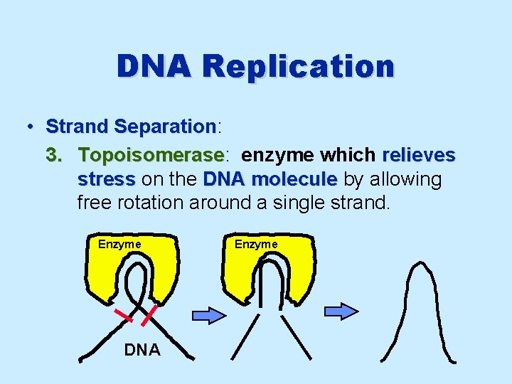 DNA Replication • Strand Separation: Separation 3. Topoisomerase: Topoisomerase enzyme which relieves stress on