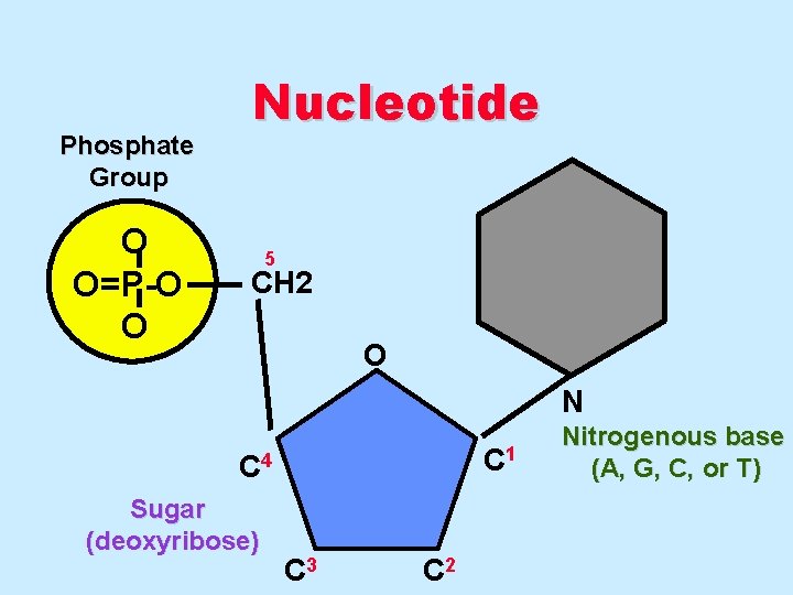 Phosphate Group O O=P-O O Nucleotide 5 CH 2 O N C 1 C