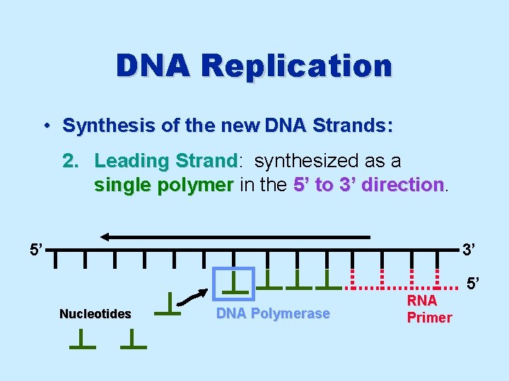 DNA Replication • Synthesis of the new DNA Strands: 2. Leading Strand: Strand synthesized