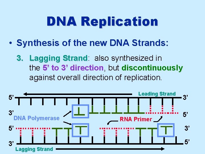 DNA Replication • Synthesis of the new DNA Strands: 3. Lagging Strand: Strand also