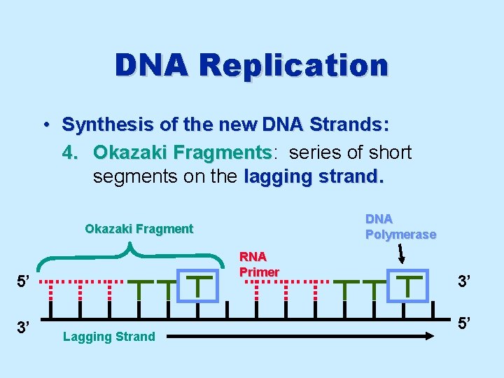 DNA Replication • Synthesis of the new DNA Strands: 4. Okazaki Fragments: Fragments series