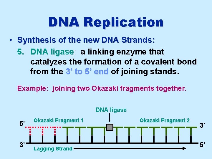 DNA Replication • Synthesis of the new DNA Strands: 5. DNA ligase: ligase a