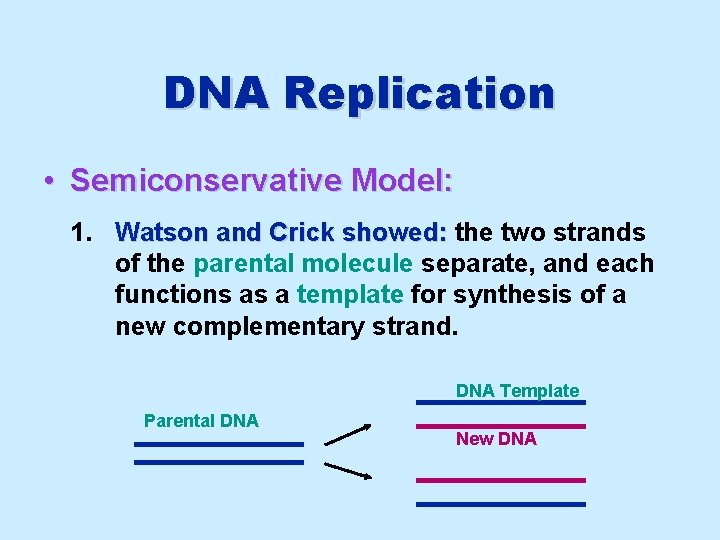 DNA Replication • Semiconservative Model: 1. Watson and Crick showed: the two strands of