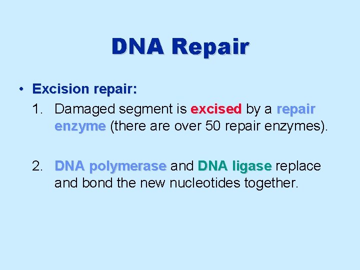 DNA Repair • Excision repair: 1. Damaged segment is excised by a repair enzyme
