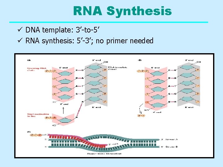 RNA Synthesis ü DNA template: 3’-to-5’ ü RNA synthesis: 5’-3’; no primer needed 