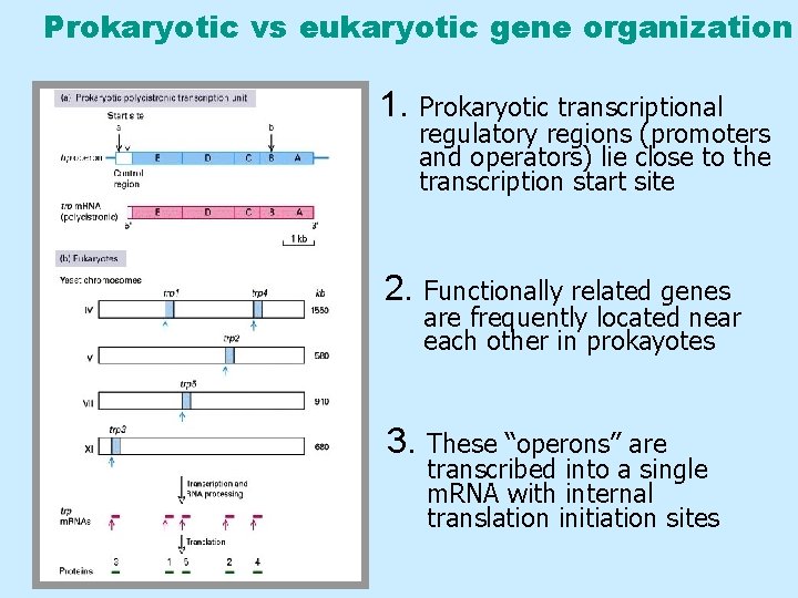 Prokaryotic vs eukaryotic gene organization 1. Prokaryotic transcriptional regulatory regions (promoters and operators) lie