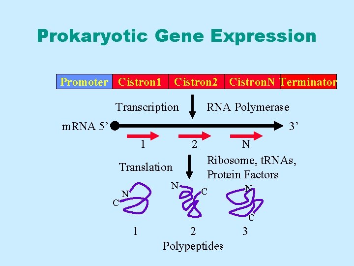 Prokaryotic Gene Expression Promoter Cistron 1 Cistron 2 Cistron. N Terminator Transcription RNA Polymerase