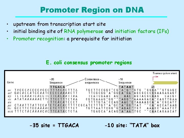 Promoter Region on DNA • upstream from transcription start site • initial binding site