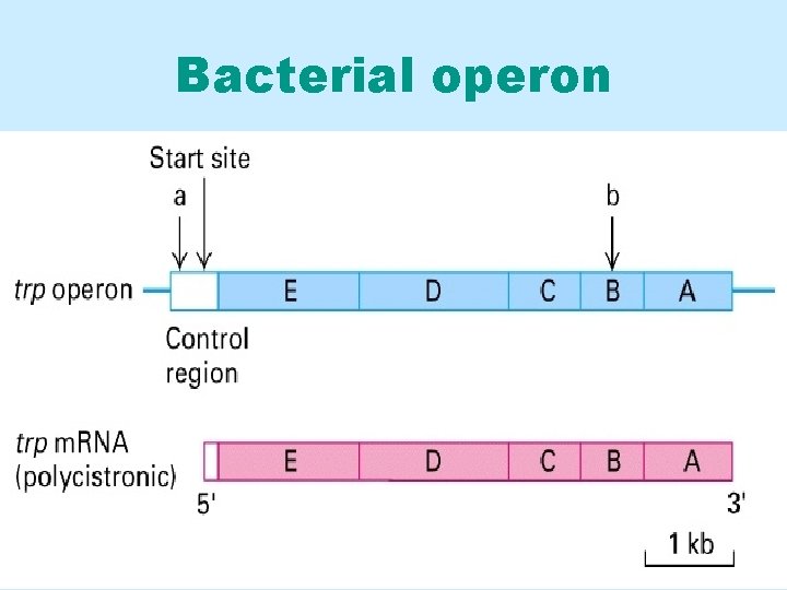 Bacterial operon 