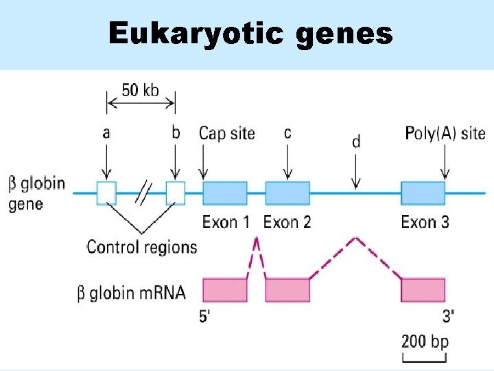 Eukaryotic genes 