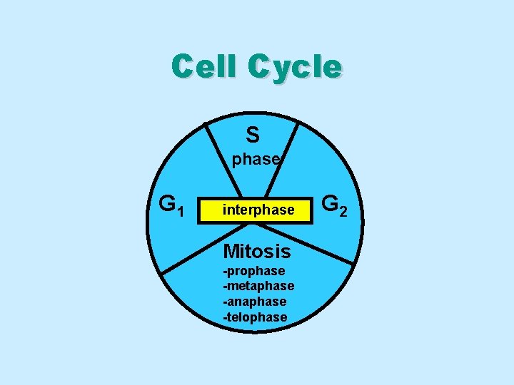 Cell Cycle S phase G 1 interphase Mitosis -prophase -metaphase -anaphase -telophase G 2