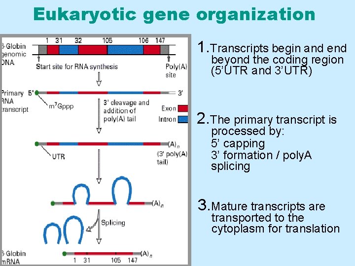 Eukaryotic gene organization 1. Transcripts begin and end beyond the coding region (5’UTR and
