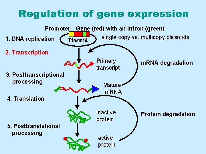 Regulation of gene expression Promoter Gene (red) with an intron (green) single copy vs.