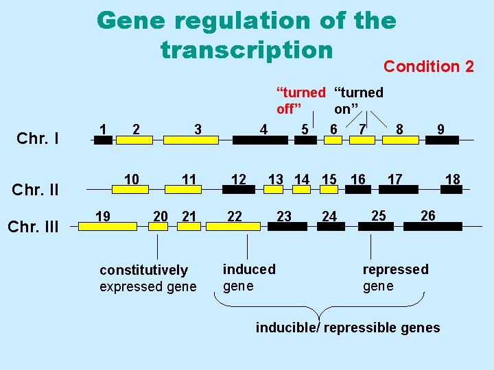 Gene regulation of the transcription Condition 2 1 “turned off” on” Chr. I 1