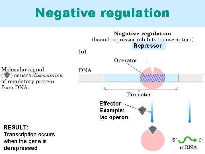 Negative regulation Repressor Effector Example: lac operon RESULT: Transcription occurs when the gene is