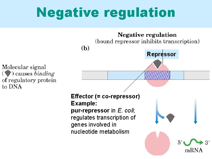 Negative regulation Repressor Effector (= co-repressor) Example: pur-repressor in E. coli; regulates transcription of