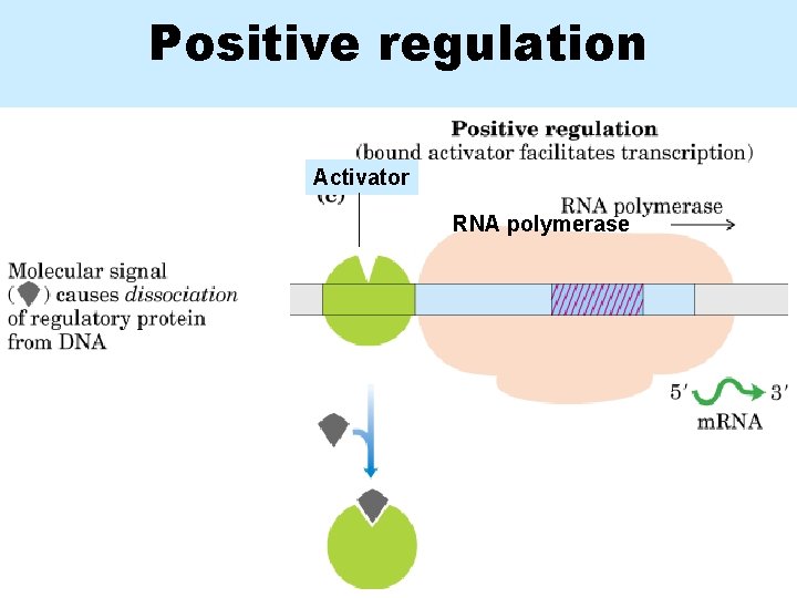 Positive regulation Activator RNA polymerase 