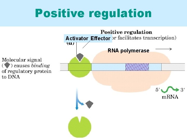 Positive regulation Activator Effector RNA polymerase 