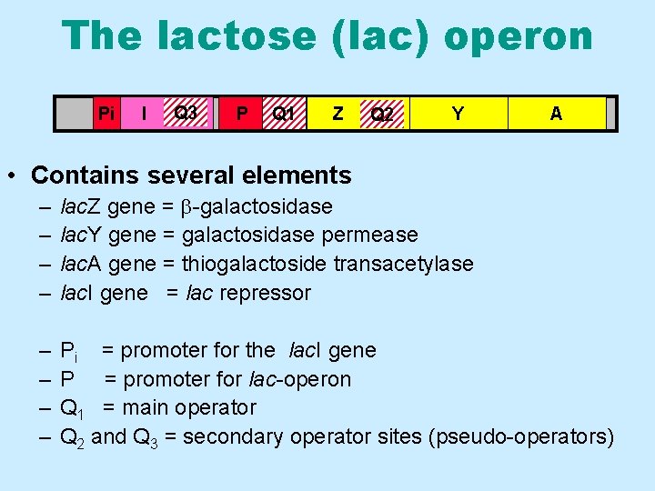 The lactose (lac) operon Pi I Q 3 P Q 1 Z Q 2