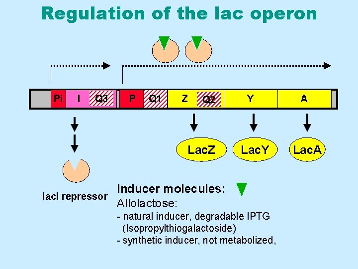 Regulation of the lac operon Pi I Q 3 P Q 1 Z Q