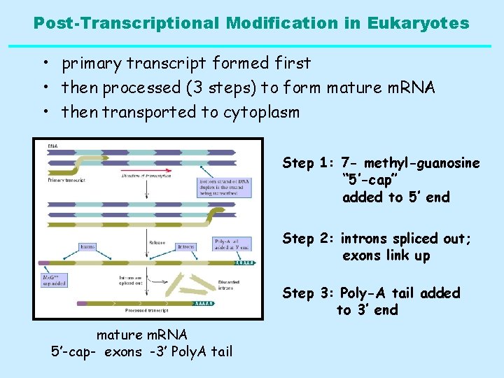 Post-Transcriptional Modification in Eukaryotes • primary transcript formed first • then processed (3 steps)