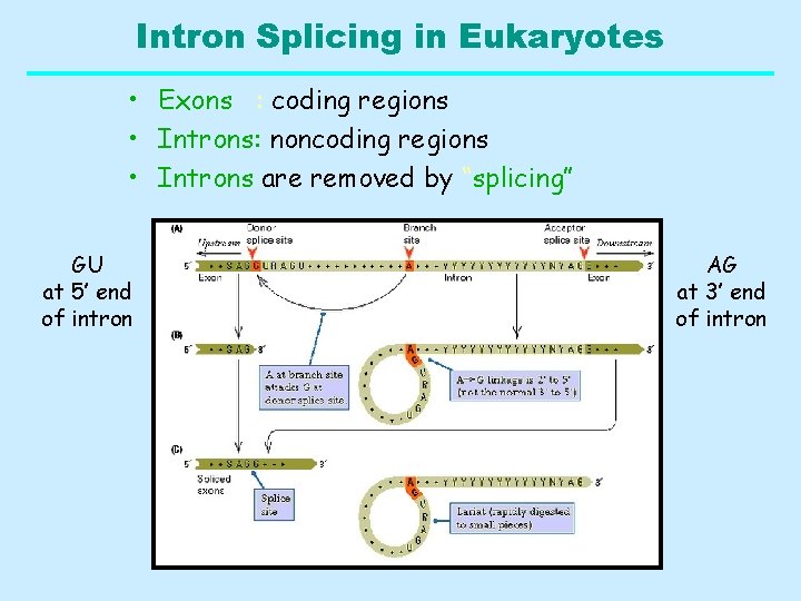 Intron Splicing in Eukaryotes • Exons : coding regions • Introns: noncoding regions •