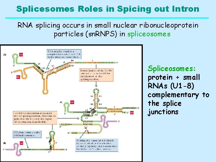 Splicesomes Roles in Spicing out Intron RNA splicing occurs in small nuclear ribonucleoprotein particles
