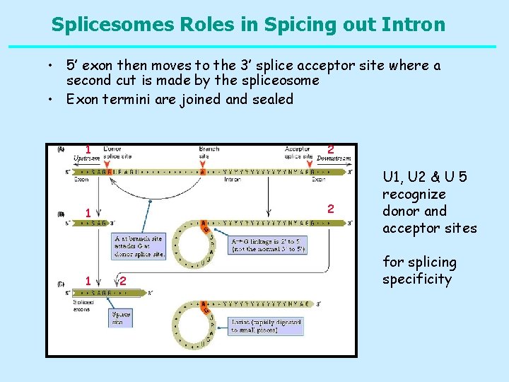 Splicesomes Roles in Spicing out Intron • 5’ exon then moves to the 3’