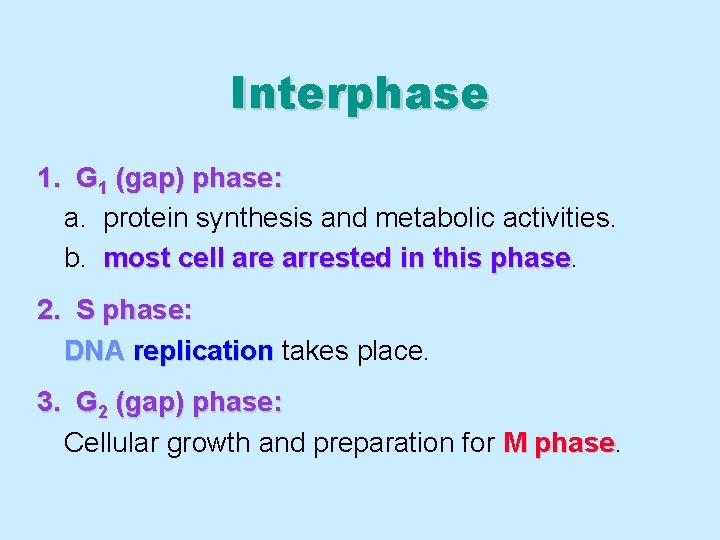 Interphase 1. G 1 (gap) phase: a. protein synthesis and metabolic activities. b. most