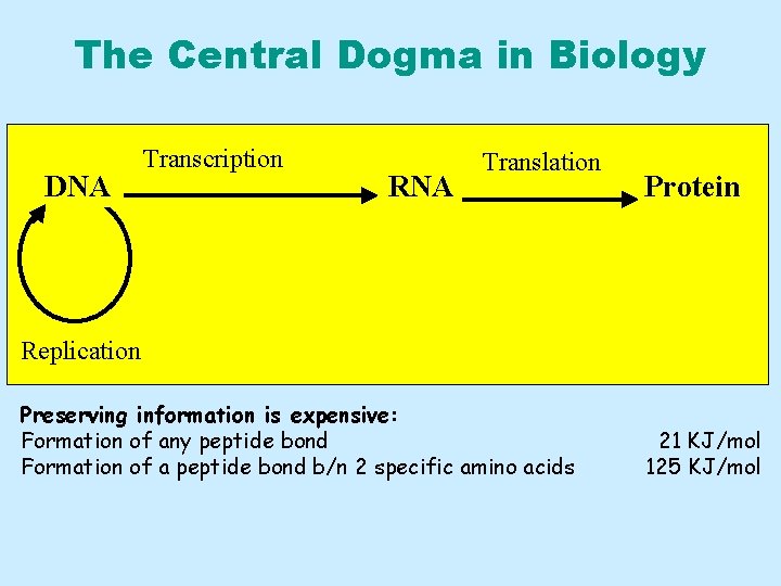 The Central Dogma in Biology DNA Transcription RNA Translation Protein Replication Preserving information is