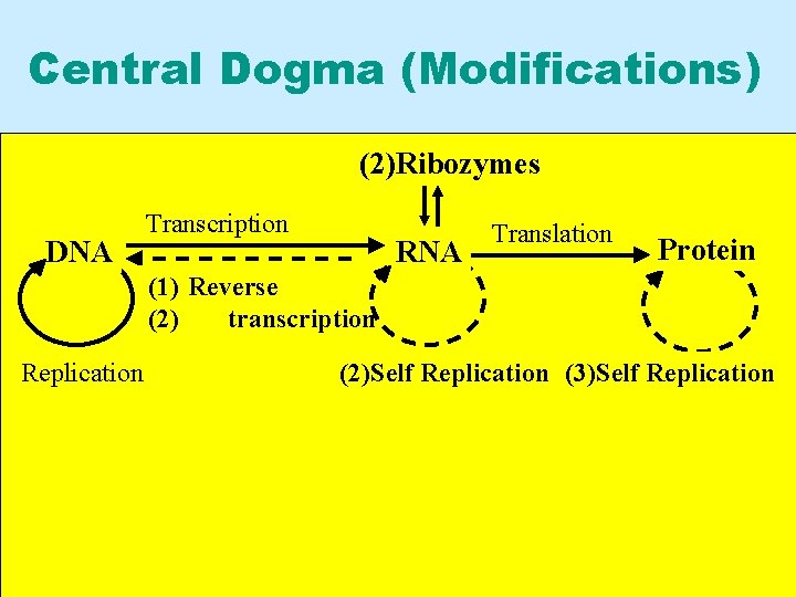 Central Dogma (Modifications) (2)Ribozymes DNA Transcription RNA Translation Protein (1) Reverse (2) transcription Replication