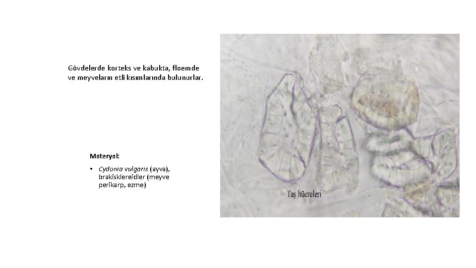 Gövdelerde korteks ve kabukta, floemde ve meyveların etli kısımlarında bulunurlar. Materyal: • Cydonia vulgaris