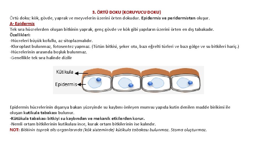 3. ÖRTÜ DOKU (KORUYUCU DOKU) Örtü doku; kök, gövde, yaprak ve meyvelerin üzerini örten