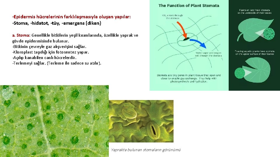 -Epidermis hücrelerinin farklılaşmasıyla oluşan yapılar: -Stoma, -hidatot, -tüy, -emergens (diken) a. Stoma: Genellikle bitkilerin