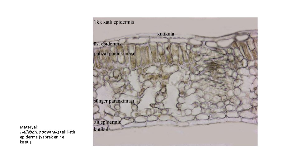 Materyal: Helleborus orientalis, tek katlı epiderma (yaprak enine kesiti) 