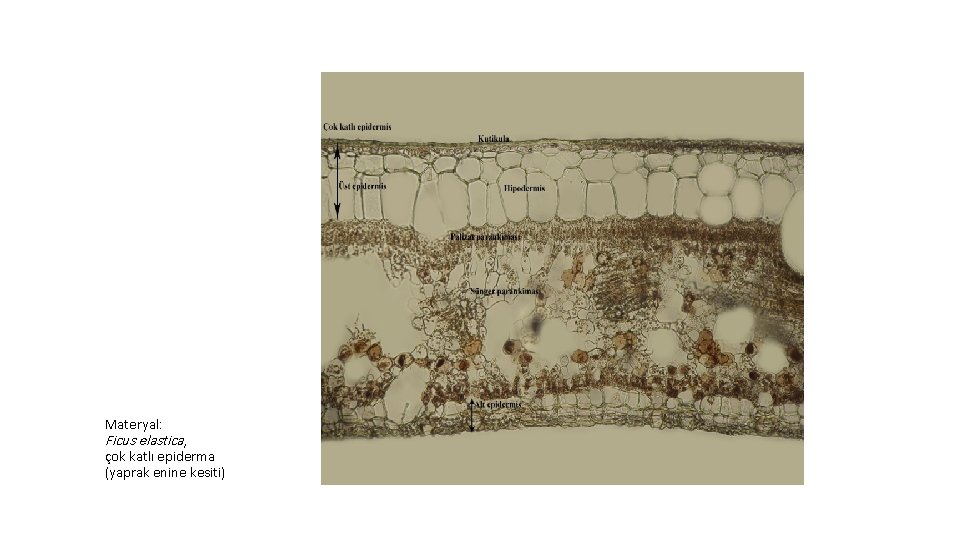 Materyal: Ficus elastica, çok katlı epiderma (yaprak enine kesiti) 