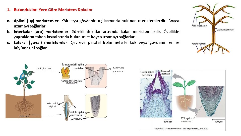 1. Bulundukları Yere Göre Meristem Dokular a. Apikal (uç) meristemler: Kök veya gövdenin uç