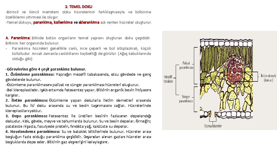 2. TEMEL DOKU -Birincil ve ikincil meristem doku hücrelerinin farklılaşmasıyla ve bölünme özelliklerini yitirmesi