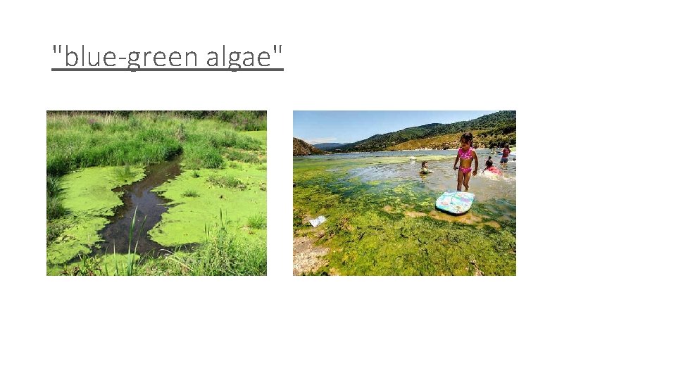 "blue-green algae" 