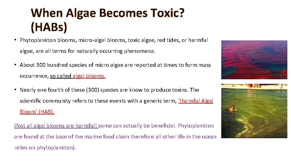 When Algae Becomes Toxic? (HABs) • Phytoplankton blooms, micro-algal blooms, toxic algae, red tides,