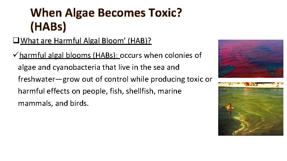 When Algae Becomes Toxic? (HABs) q. What are Harmful Algal Bloom’ (HAB)? üharmful algal
