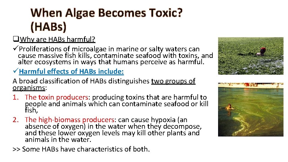 When Algae Becomes Toxic? (HABs) q. Why are HABs harmful? üProliferations of microalgae in