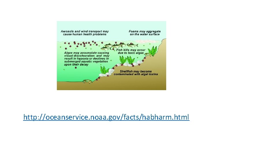 http: //oceanservice. noaa. gov/facts/habharm. html 